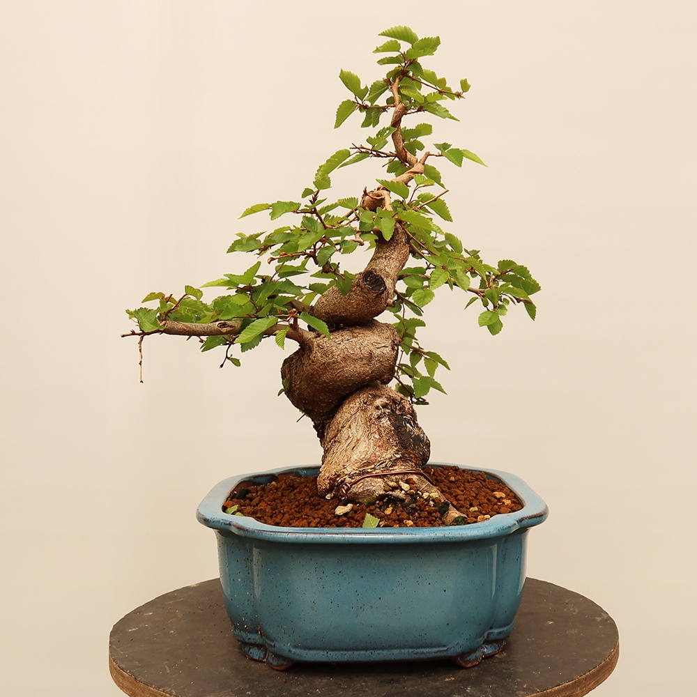 Kültéri bonsai -Carpinus Coreana - Koreai gyertyánfa