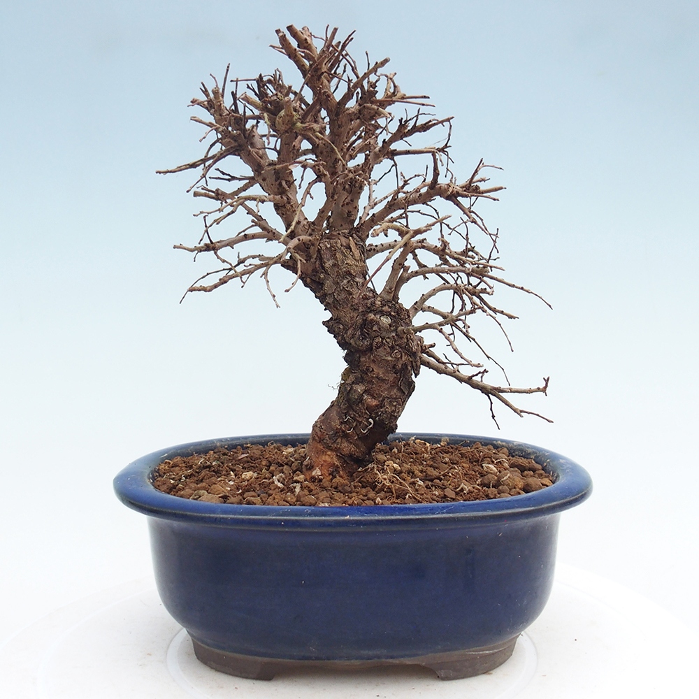 Kültéri bonsai - Zelkova - Zelkova NIRE