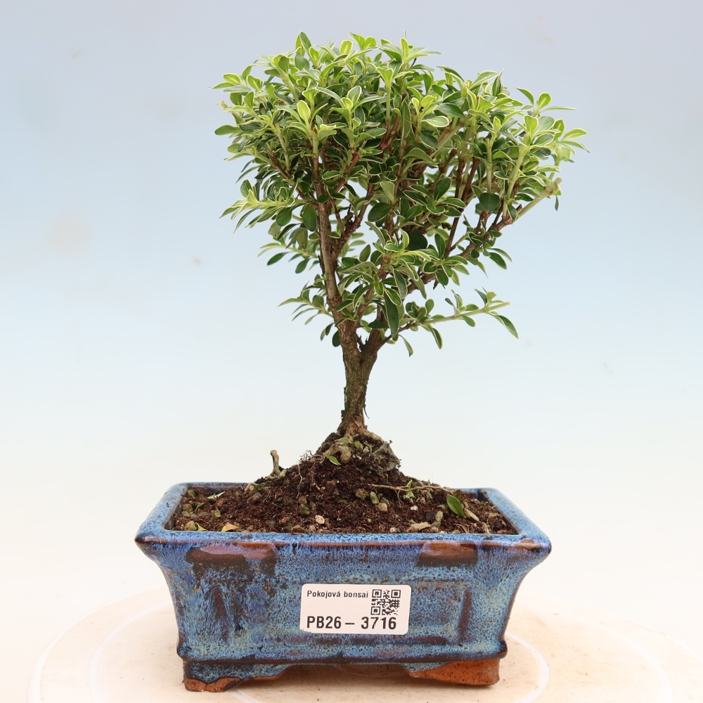 Szobai bonsai - Serissa foetida Variegata - Az ezer csillag fája
