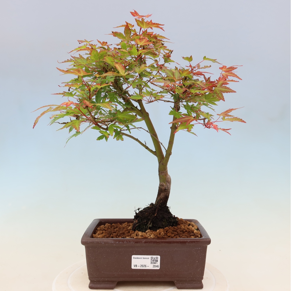 Juhar - Acer palmatum Beni Tsukasa