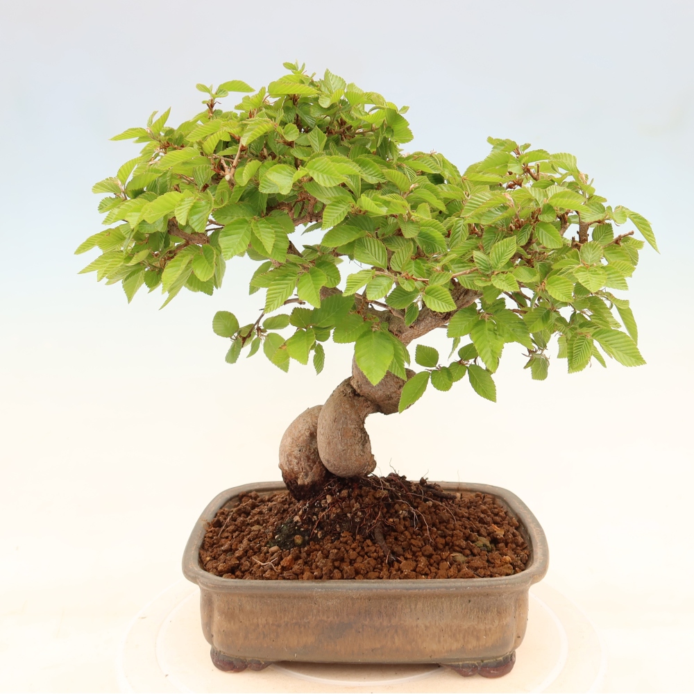 Kültéri bonsai -Carpinus Coreana - Koreai gyertyánfa