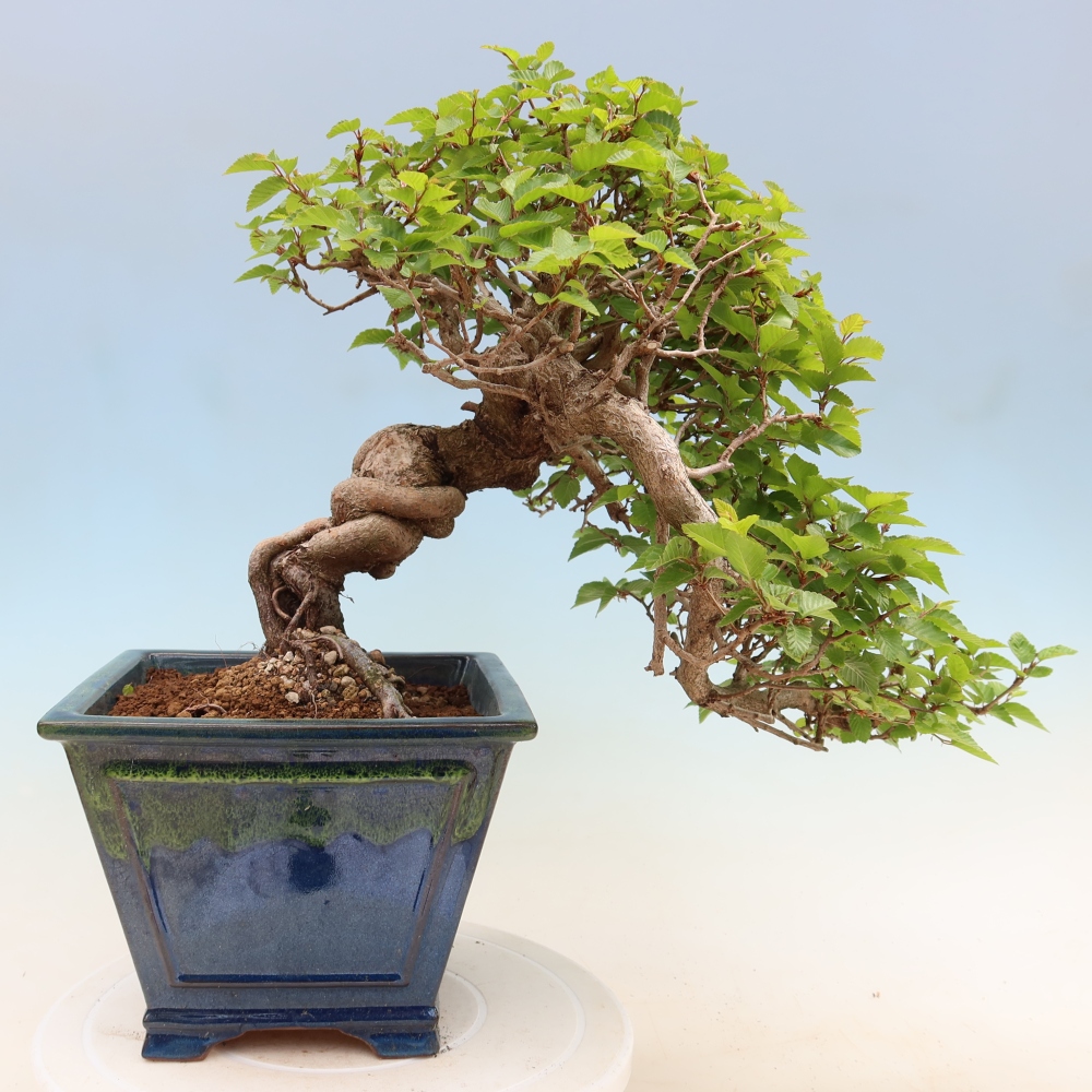 Kültéri bonsai -Carpinus Coreana - Koreai gyertyánfa