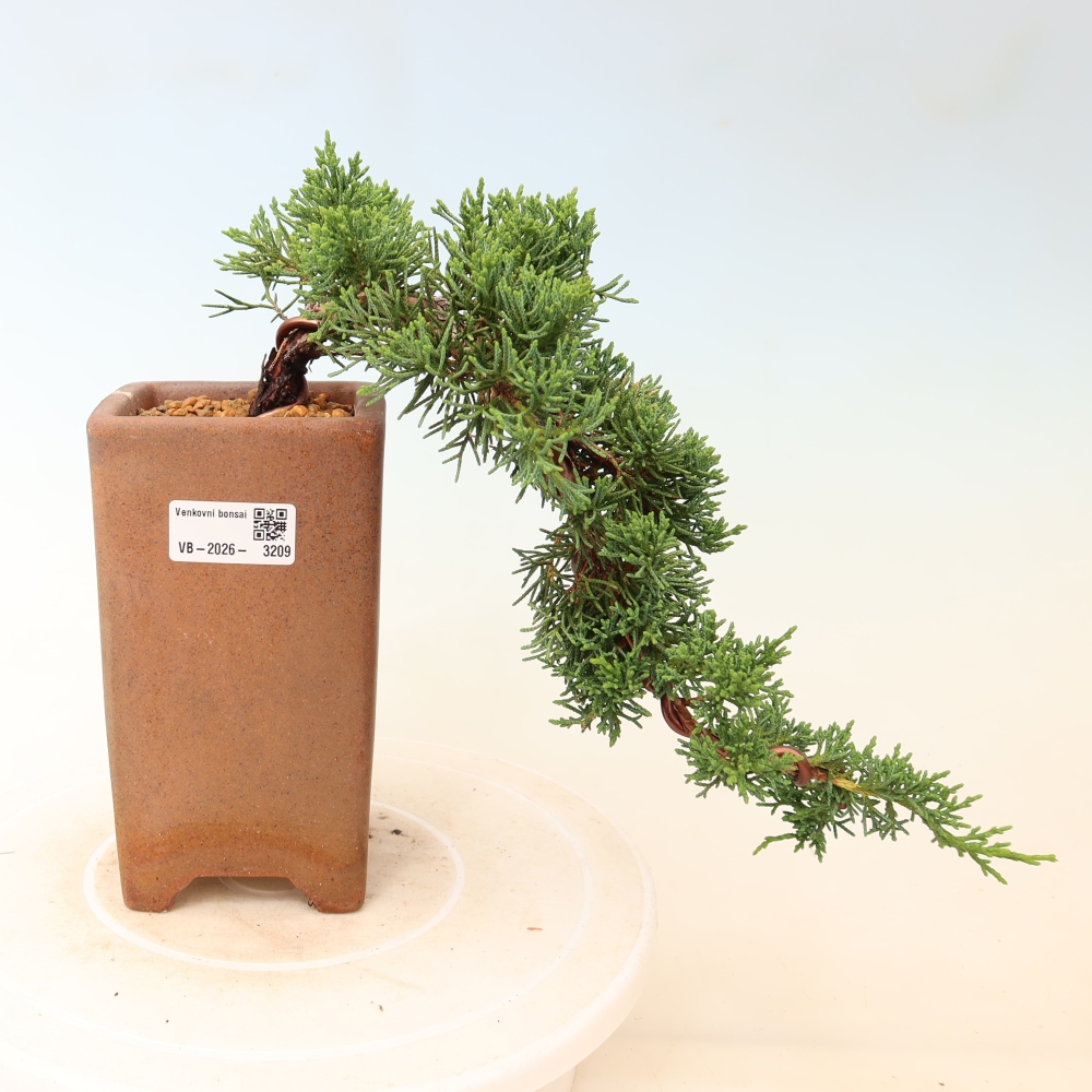 Kültéri bonsai - Juniperus chinensis Kishu