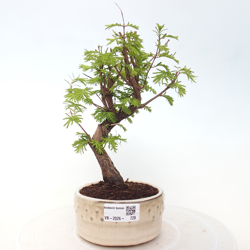 Kültéri bonsai - Metasequoia glyptostroboides - Kínai metasequoia
