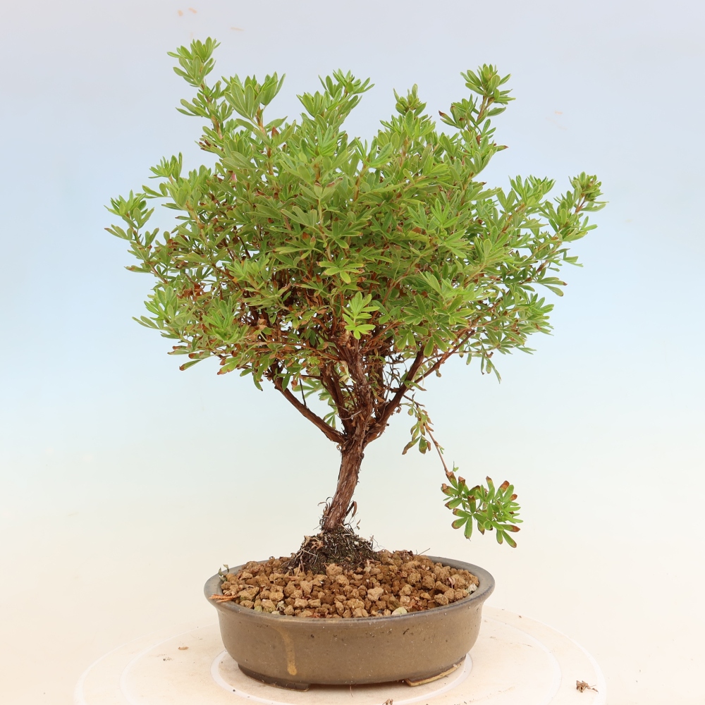 Kültéri bonsai – Cserjés potentilla – Potentila fruticosa Bellissima