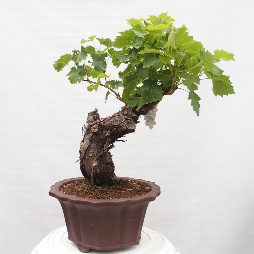 Kültéri bonsai - Vitis vinnifera MUSKAT ITALIA - Szőlőfajták