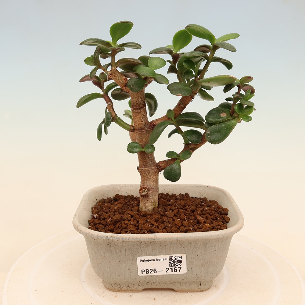 Szoba bonsai - Portulakaria Afra - Tlustice