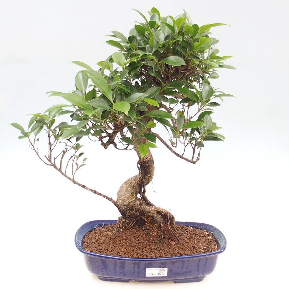 Szobai bonsai - Ficus kimmen - kislevelű fikusz