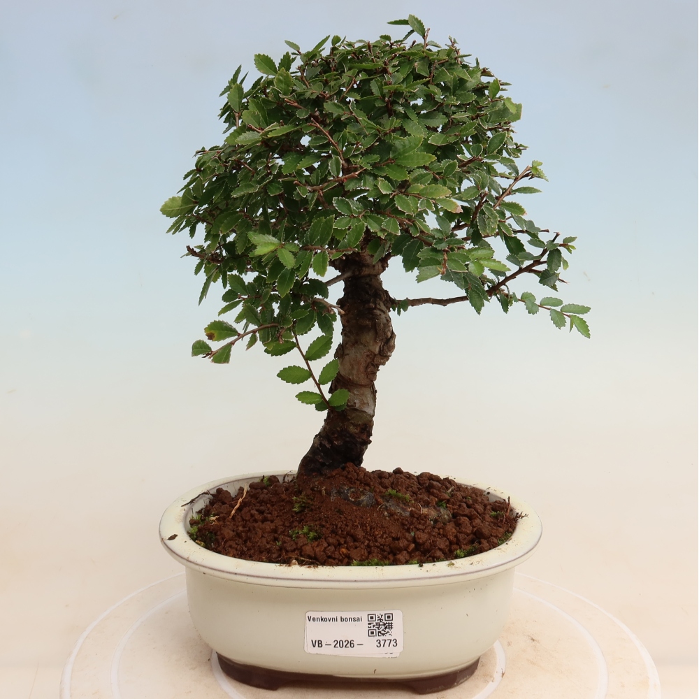 Kültéri bonsai - Zelkova - Zelkova NIRE