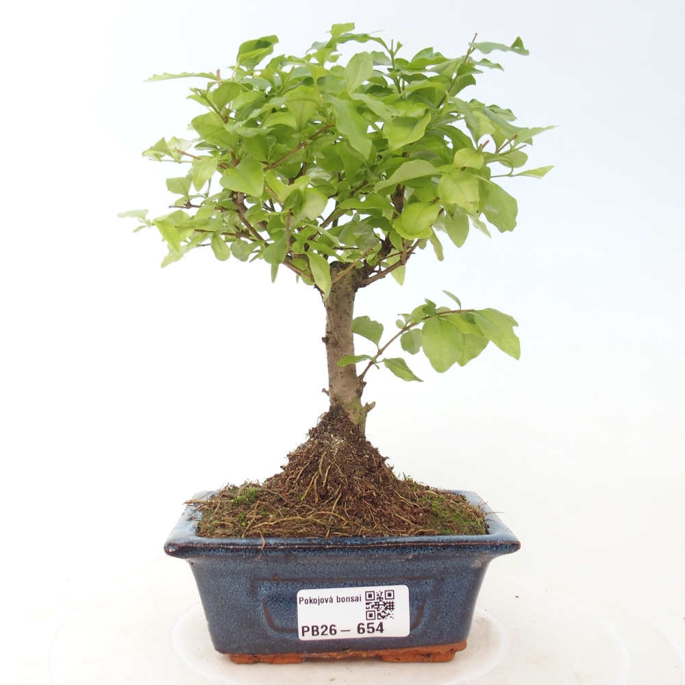 Szobai bonsai -Ligustrum chinensis - Madárcsőr