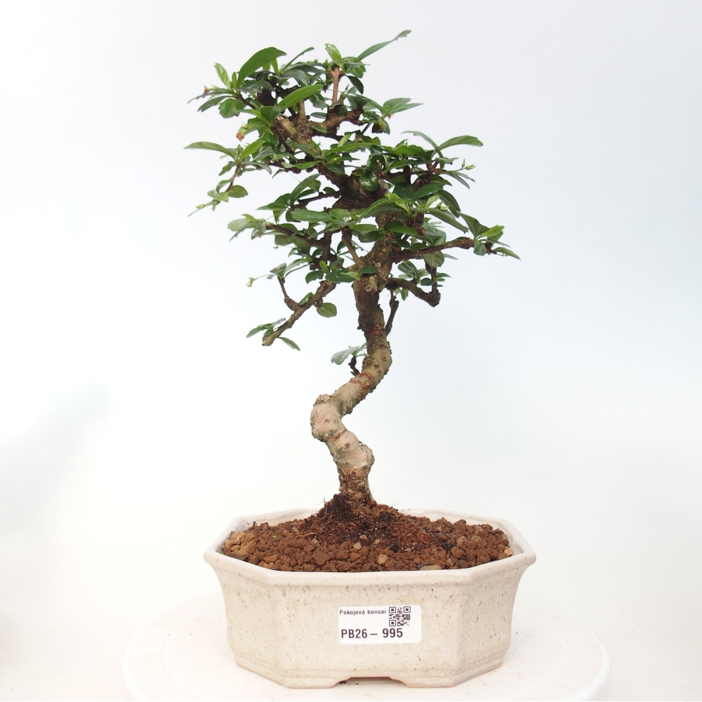 Szobai bonsai - Carmona macrophylla - Tea fuki