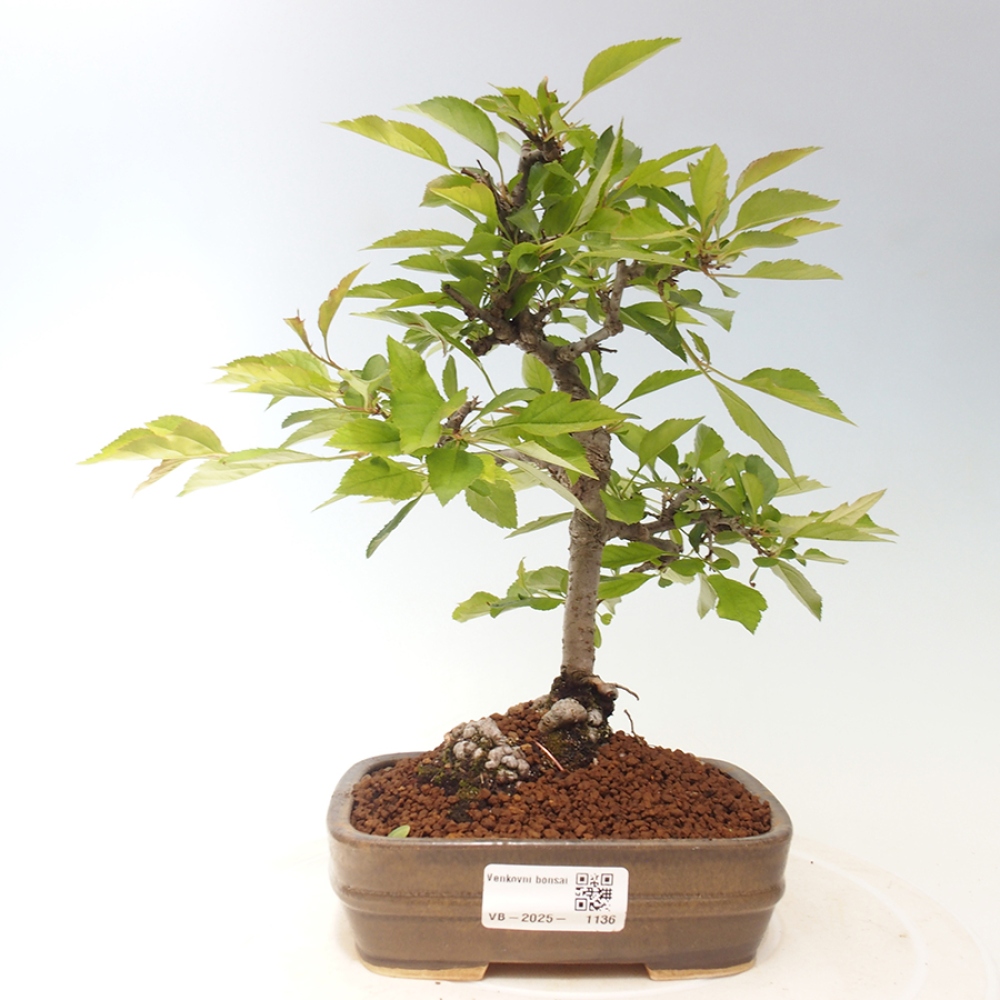 Kültéri bonsai - Prunus spinosa