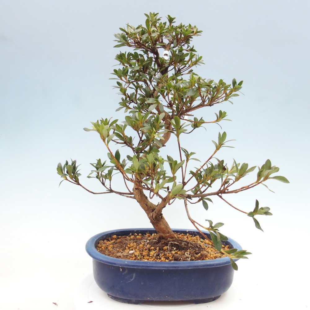 Kültéri bonsai - Japán azálea - Azalea Senhime