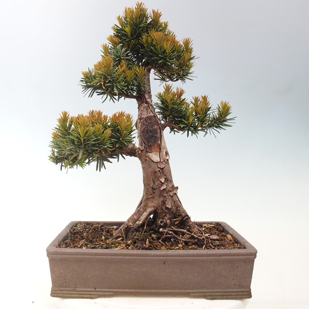 Kültéri bonsai - Taxus cuspidata - japán tiszafa