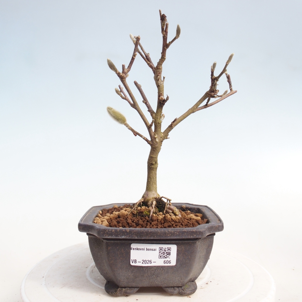 Kültéri bonsai - Magnolia stellata