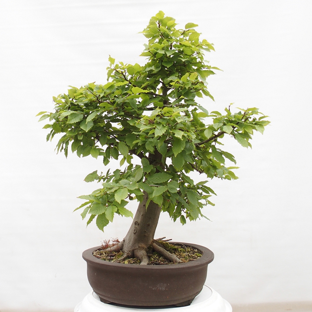 Kültéri bonsai - gyertyán - Carpinus betulus