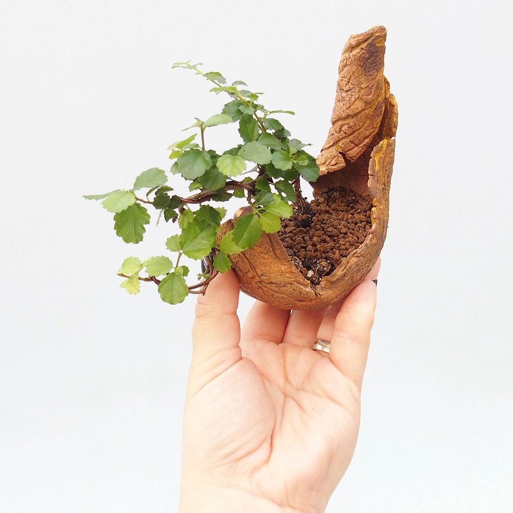 Szobai bonsai - Grewia sp. - Grewia malafolia