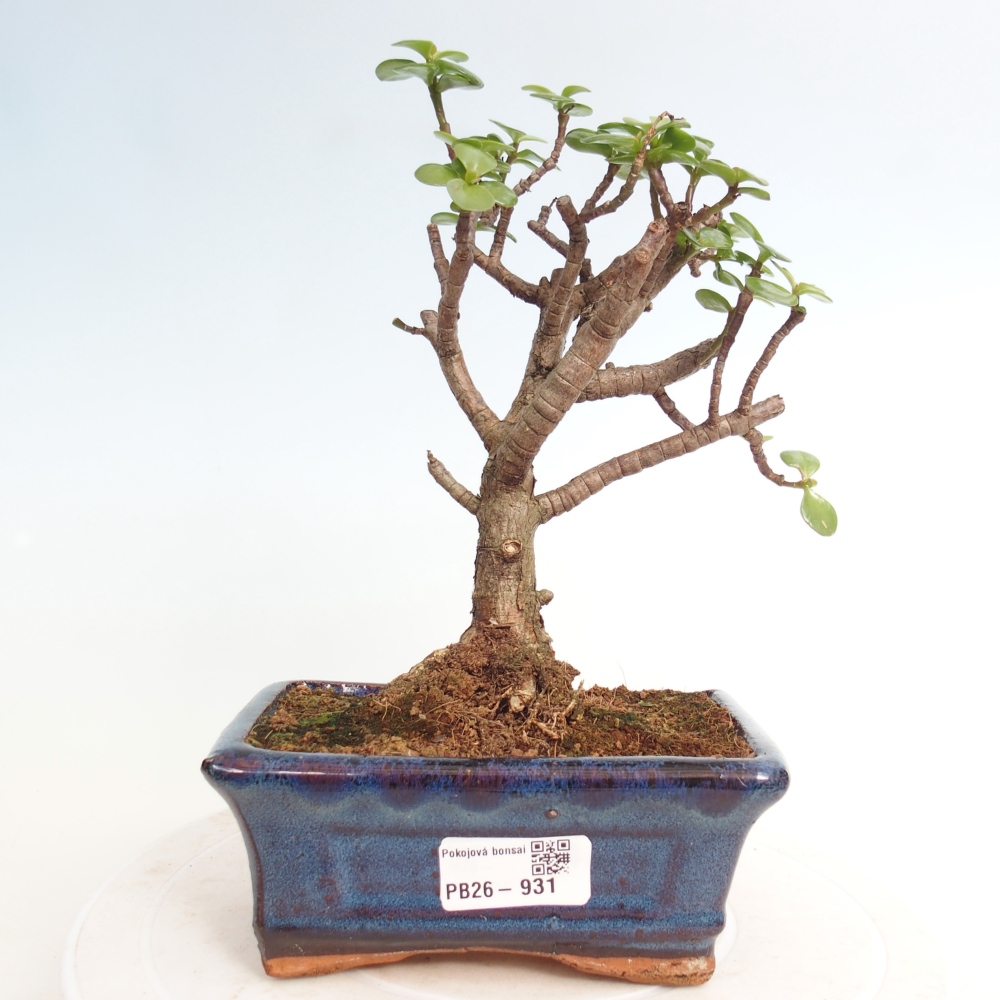 Szoba bonsai - Portulakaria Afra - Tlustice