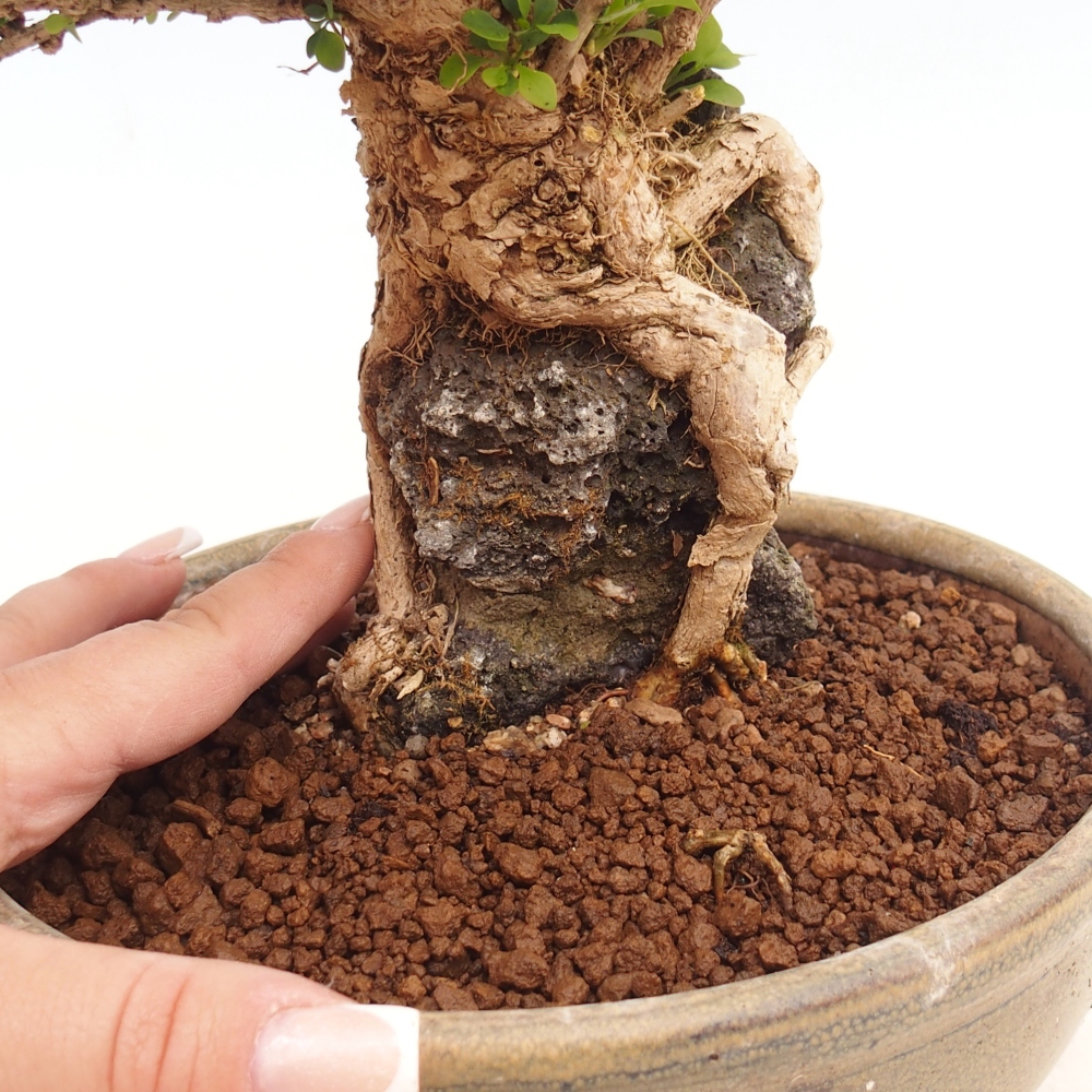 Kültéri bonsai - Berberis coreana