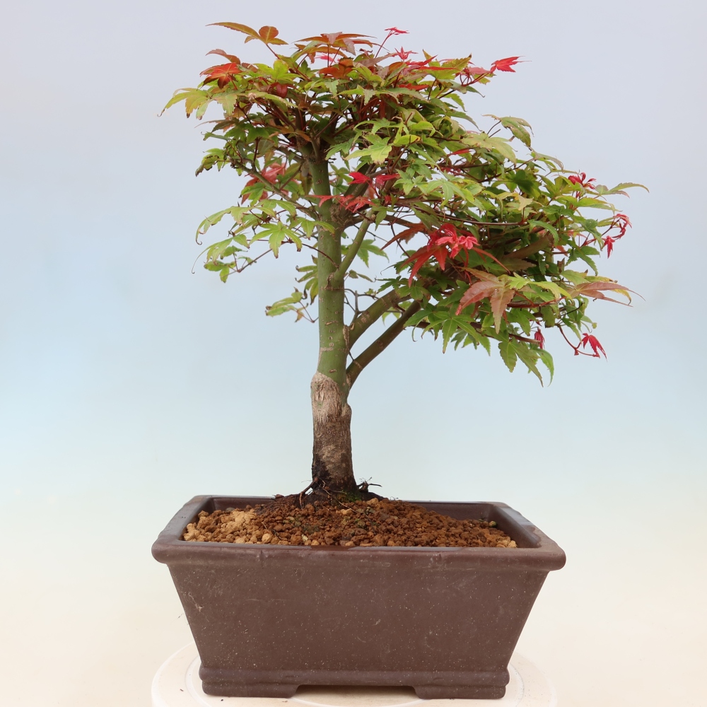 Juhar - Acer palmatum Beni Tsukasa