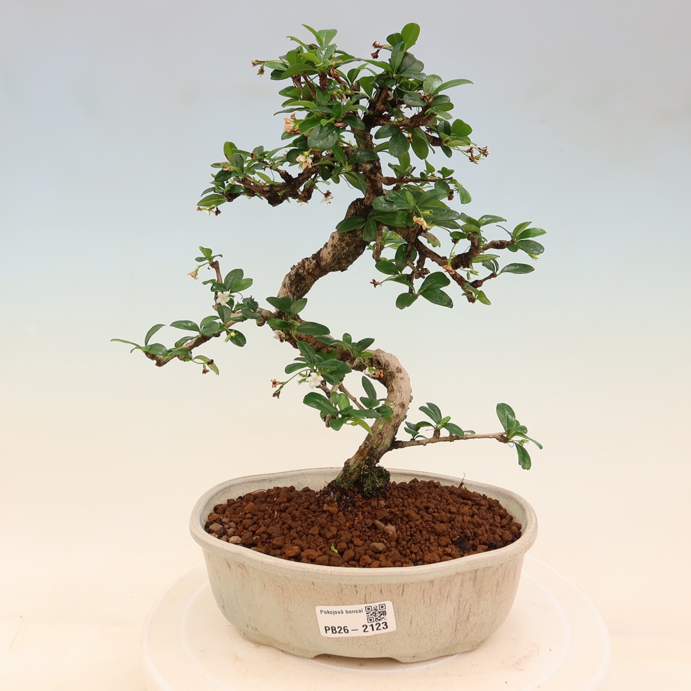 Szobai bonsai - Carmona macrophylla - Tea fuki