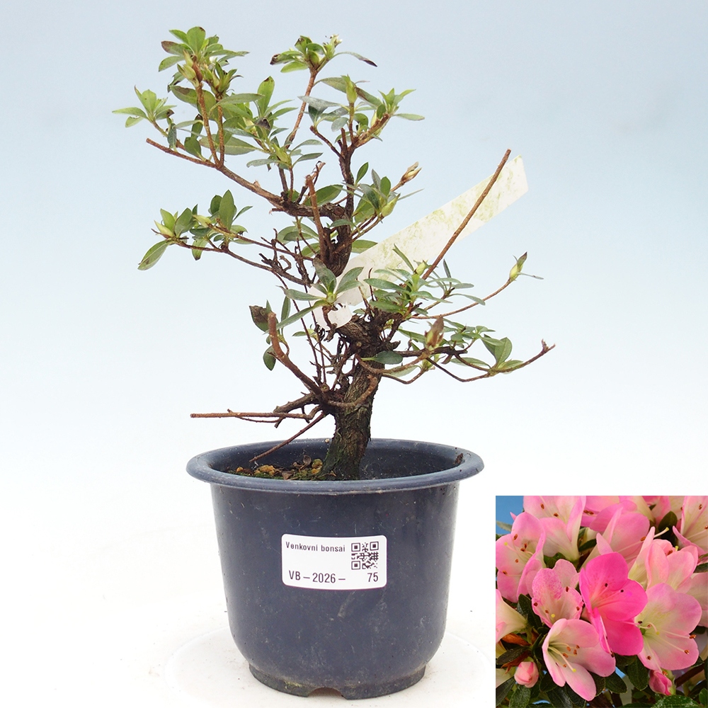 Kültéri bonsai - Japán azálea - Azalea Hanamaiko