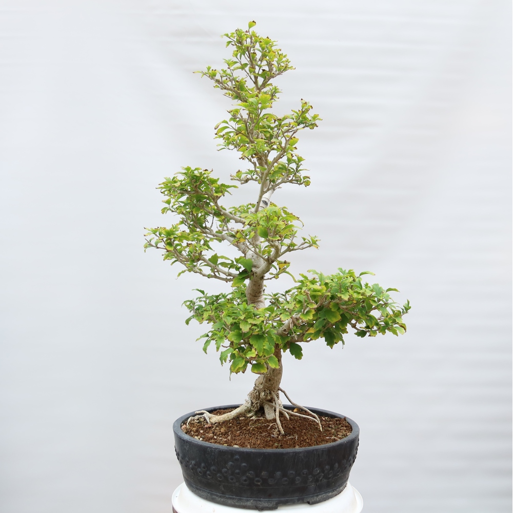 Kültéri bonsai – Hibiscus syriacus – Szíriai ibiskusz