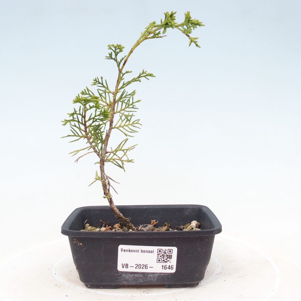 Kültéri bonsai - Juniperus chinensis Itoigawa