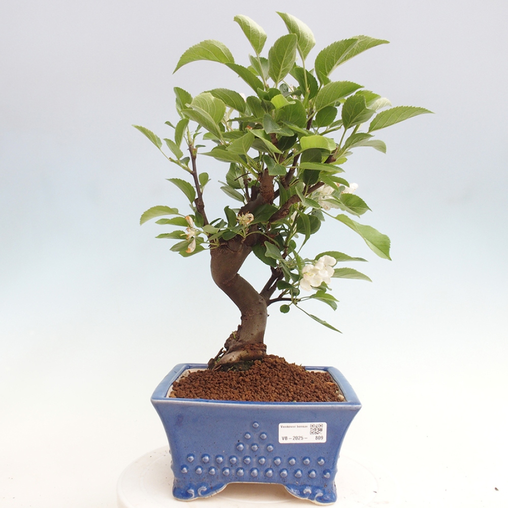 Kültéri bonsai -Malus halliana - Kis gyümölcsű almafa