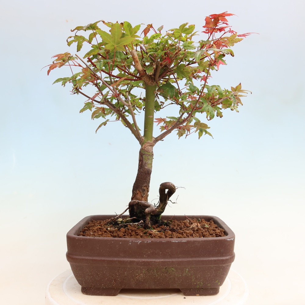Kültéri bonsai - Acer palmatum DESHOJO