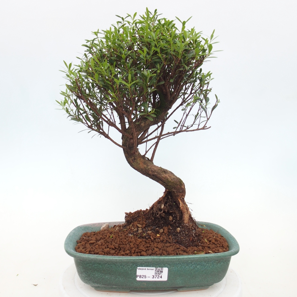 Szobai bonsai - Syzygium - Pimento