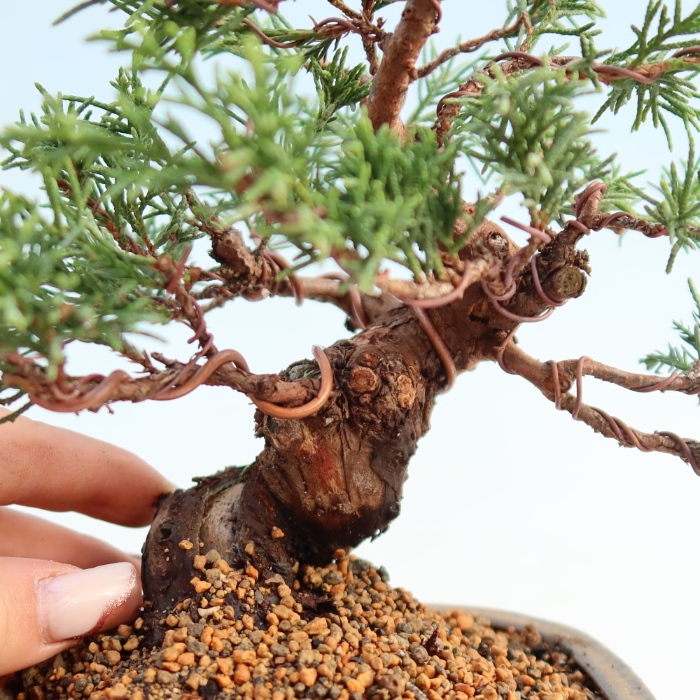 Kültéri bonsai - Juniperus chinensis Itoigawa