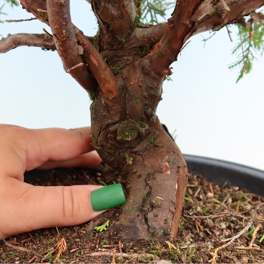 Kültéri bonsai - Juniperus chinensis Itoigawa-Juniperus chinensis
