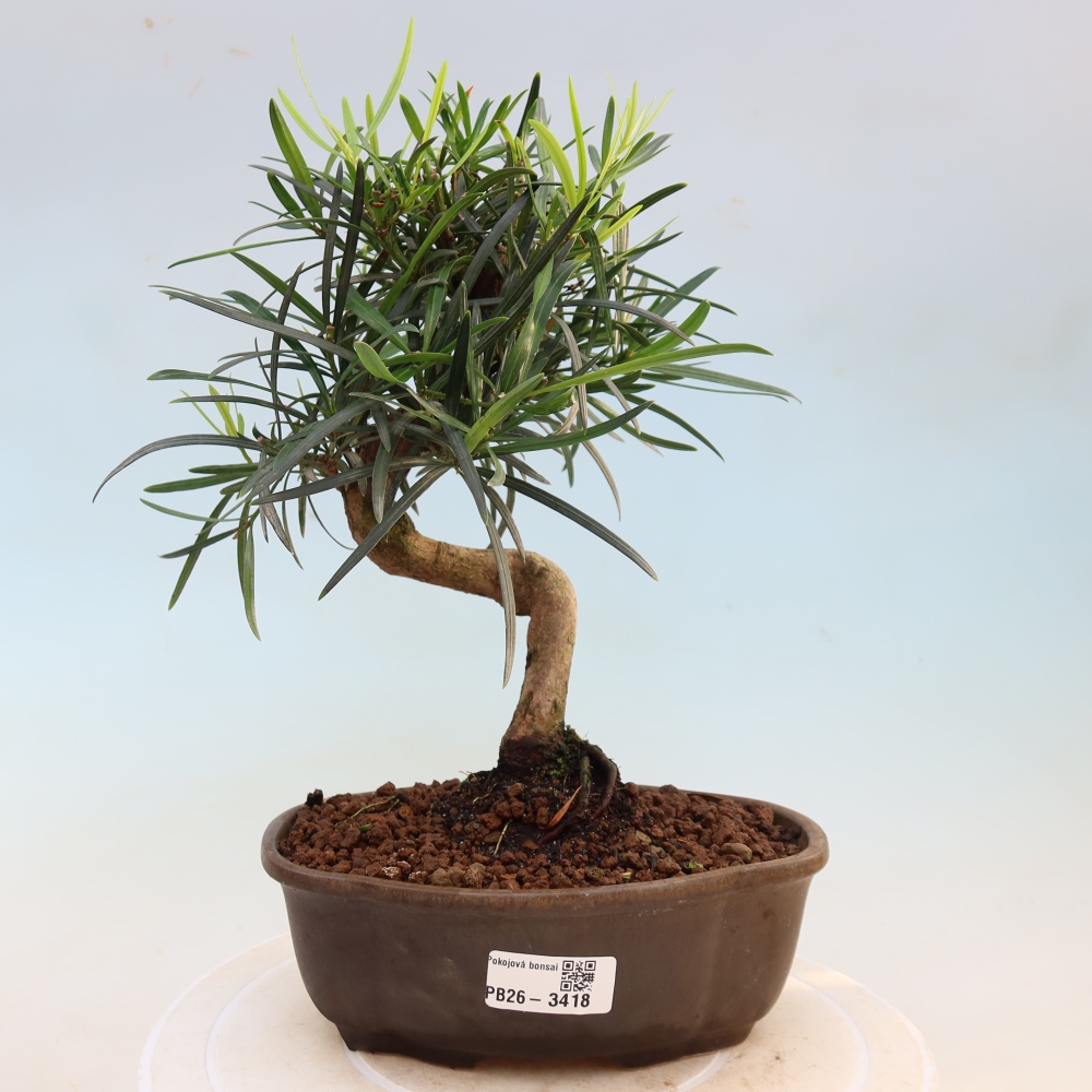 Szobai bonsai - Podocarpus - Kőtiszafa