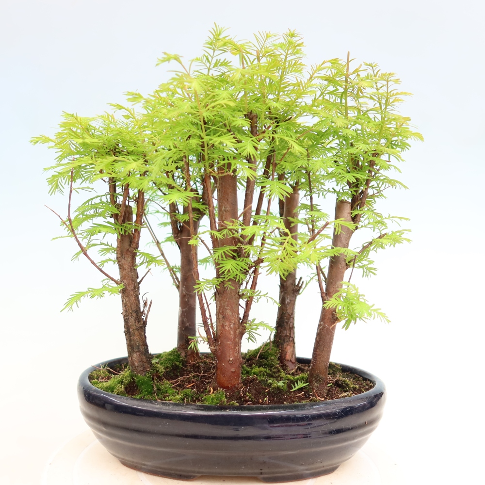Kültéri bonsai – Metasequoia glyptostroboides – kínai metasequoia – kis erdő