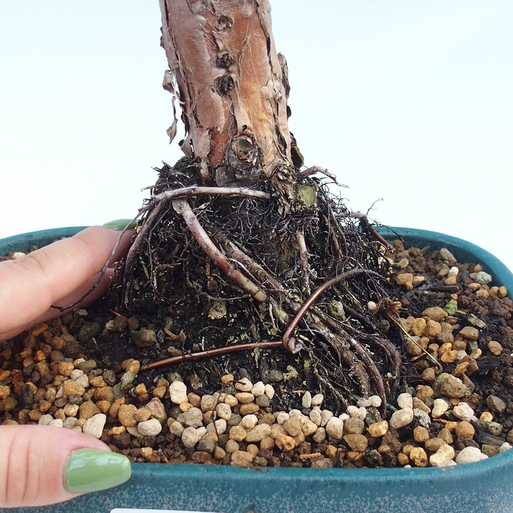 Kültéri bonsai - Juniperus chinensis Kishu