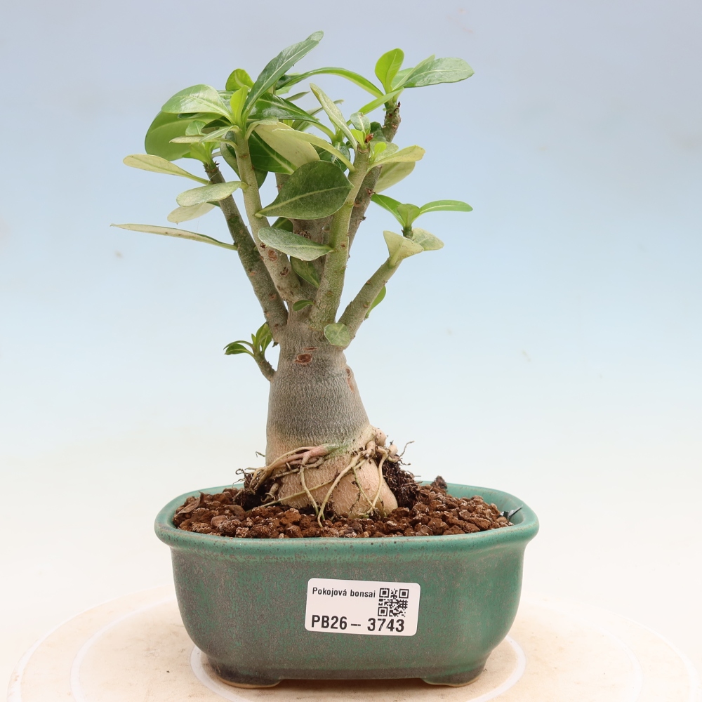 Szobabonsai – Adenium obesum Red Star – Sivatagi rózsa