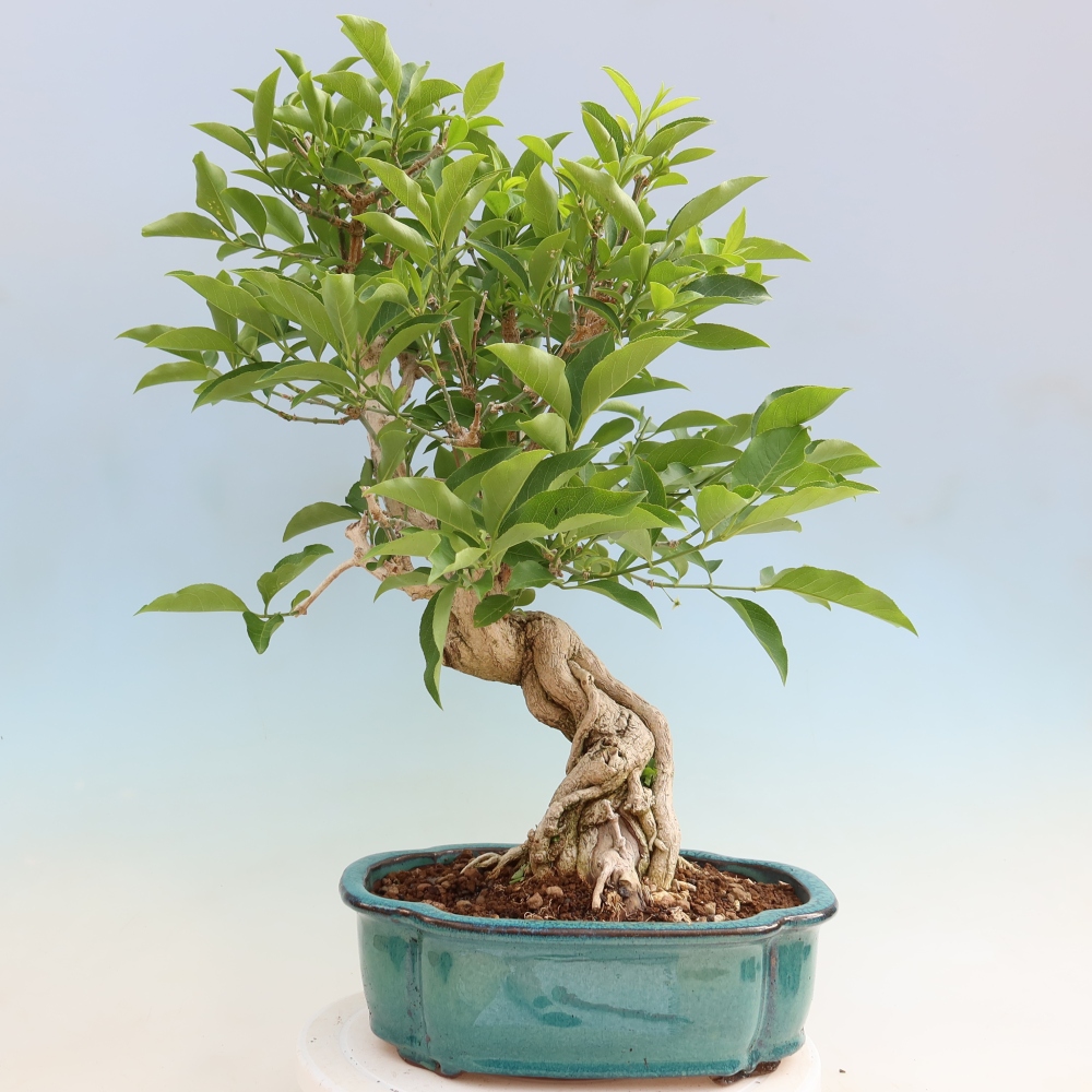 Kültéri bonsai - európai szil - euonimus