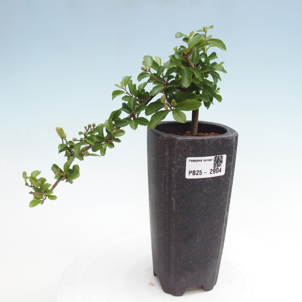 Beltéri bonsai - Grewia occidentalis - Levendula csillaghal