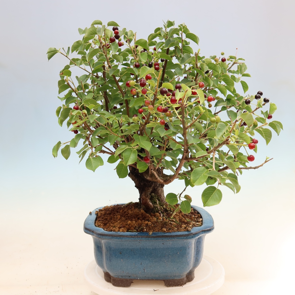 Kültéri bonsai - Mahalebka - Prunus mahaleb - Prunus mahaleb