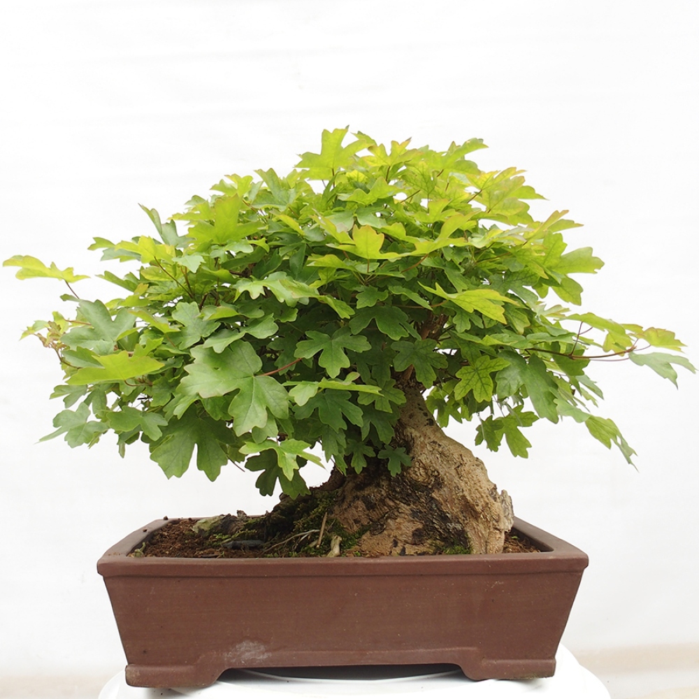 Kültéri bonsai -Javor babyka - Acer campestre