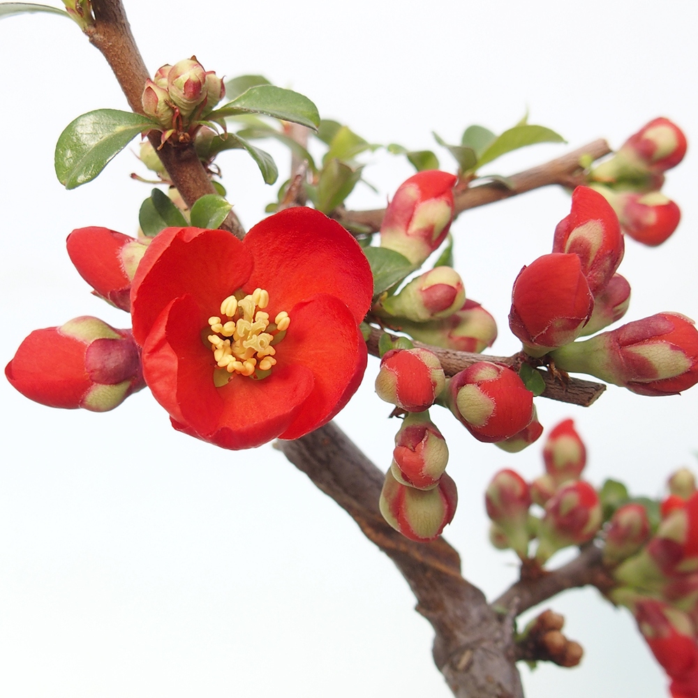 Kültéri bonsai - Chaneomeles sup. Nicoline - birs