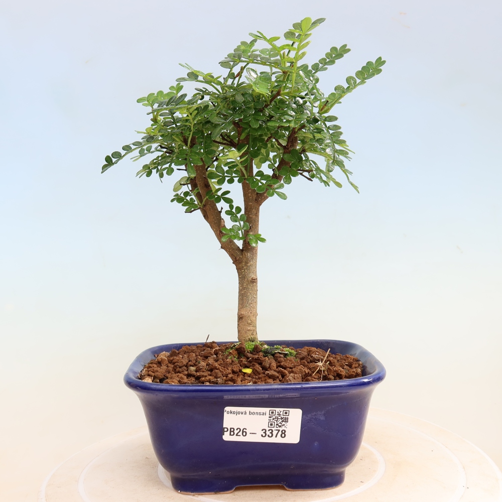 Szobai bonsai - Zantoxylum piperitum - borsfa
