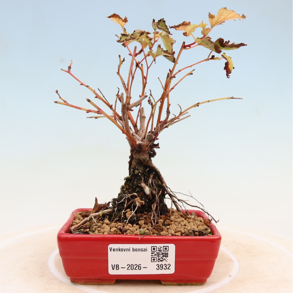 Kültéri bonsai – Stephanandra incisa – Hajlított koronás