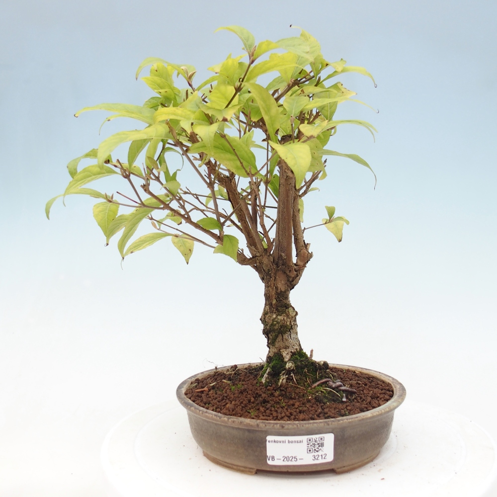 Kültéri bonsai - Callicarpa japonica