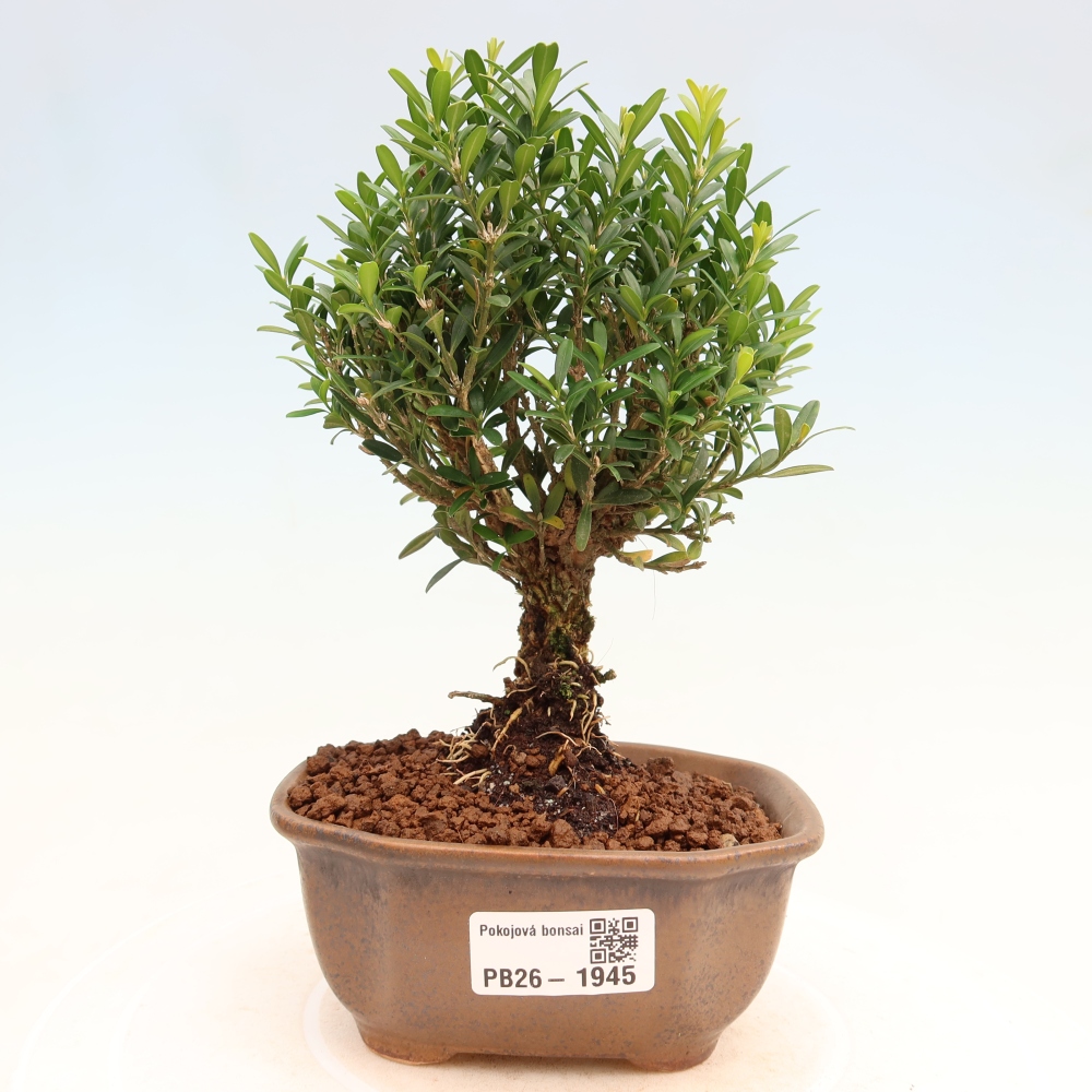 Szobai bonsai - Buxus harlandii - parafa buxus