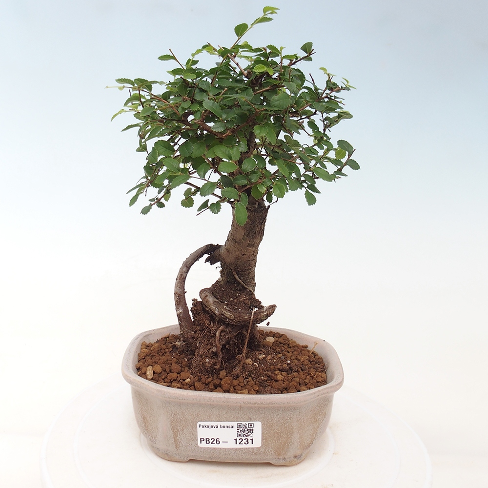 Szobai bonsai - Ulmus parvifolia - Kislevelű szilfa