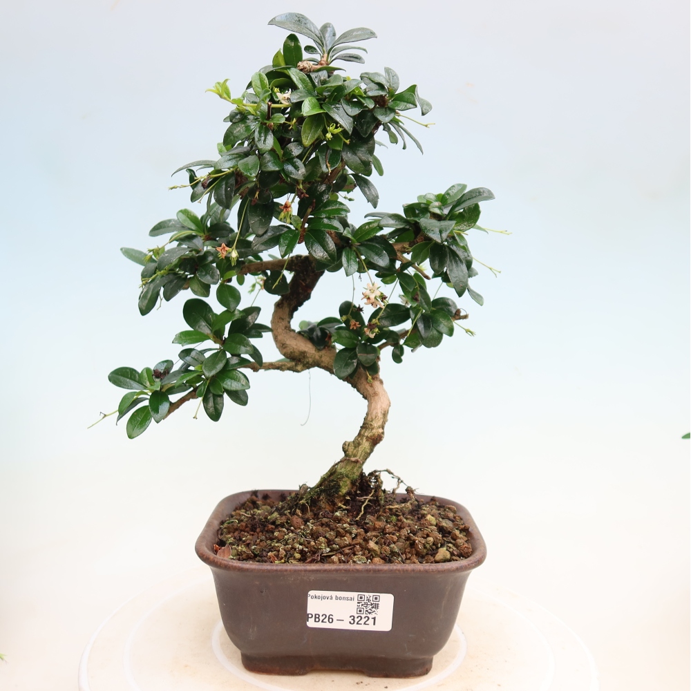 Szobai bonsai - Carmona macrophylla - Tea fuki