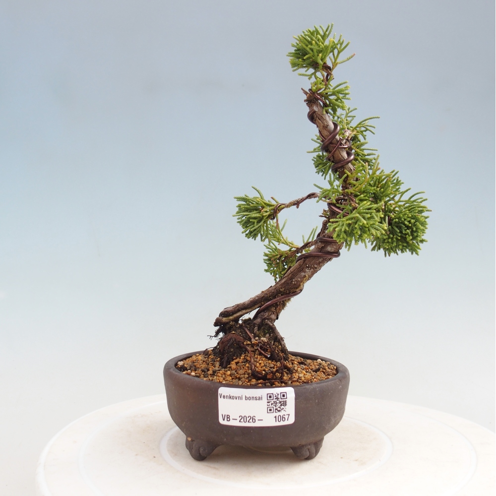 Kültéri bonsai - Juniperus chinensis Kishu