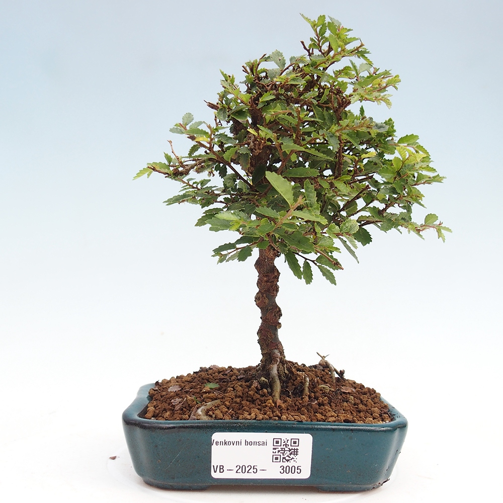 Kültéri bonsai - Ulmus parvifolia Sagei - Kislevelű szilfa